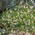 Vergerette de Karvinski - Erigeron karvinskianus