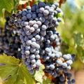 Vignes
