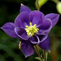 Vivaces Alpines