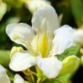 Weigélias à fleurs blanches