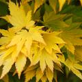 Erables - Acer