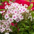 Phlox paniculata - Phlox paniculé